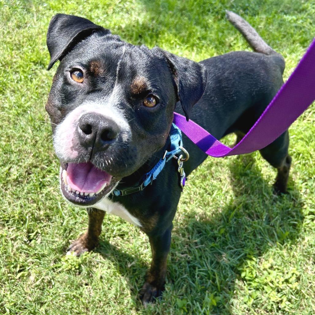Enlarge Benjamin, a Adoptable Mixed Breed in Sarasota, FL image 6/6