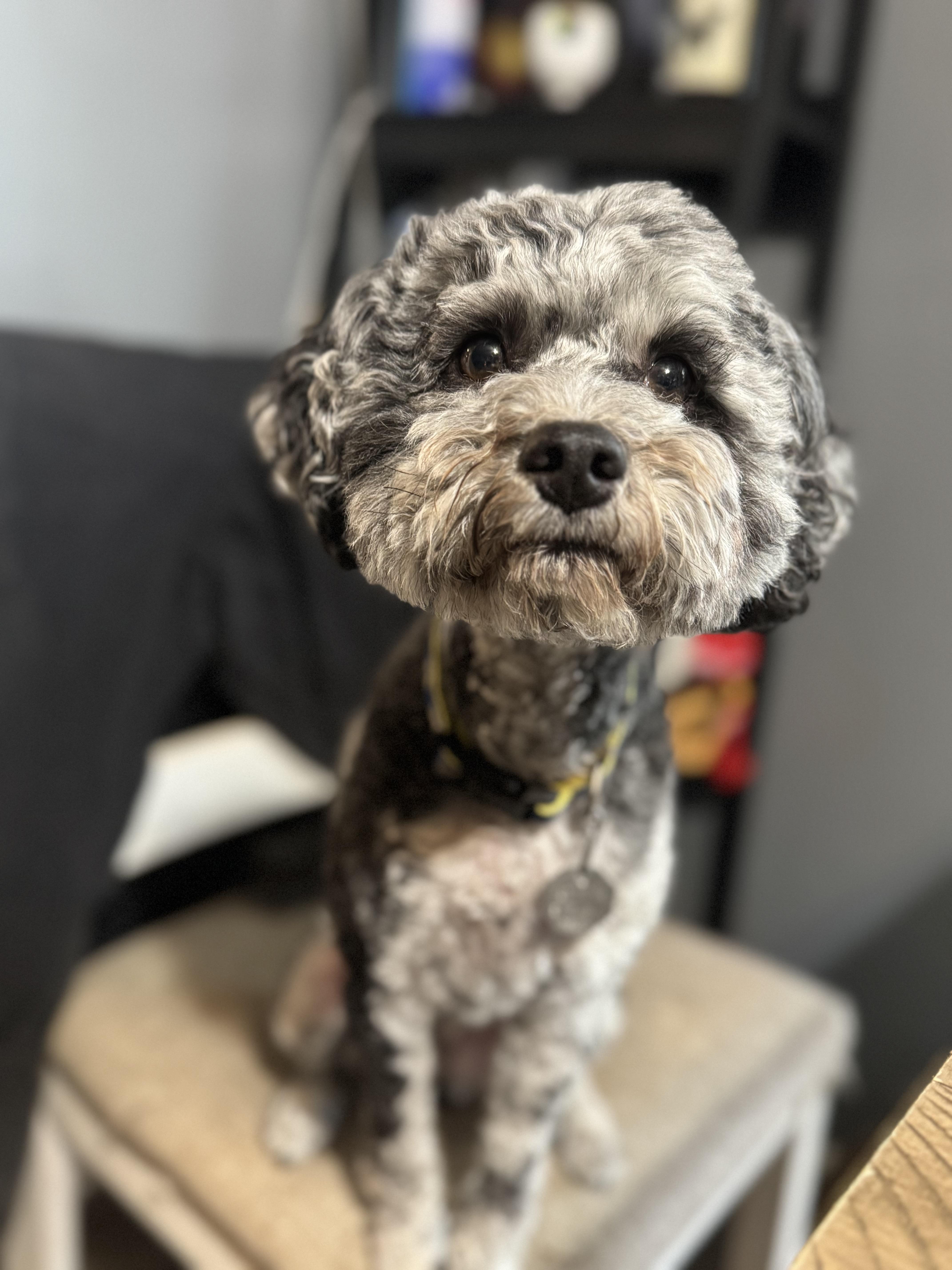 Axel! Sweet gorgeous boy , ADOPTABLE, Adult Male Yorkshire Terrier & Miniature Poodle.