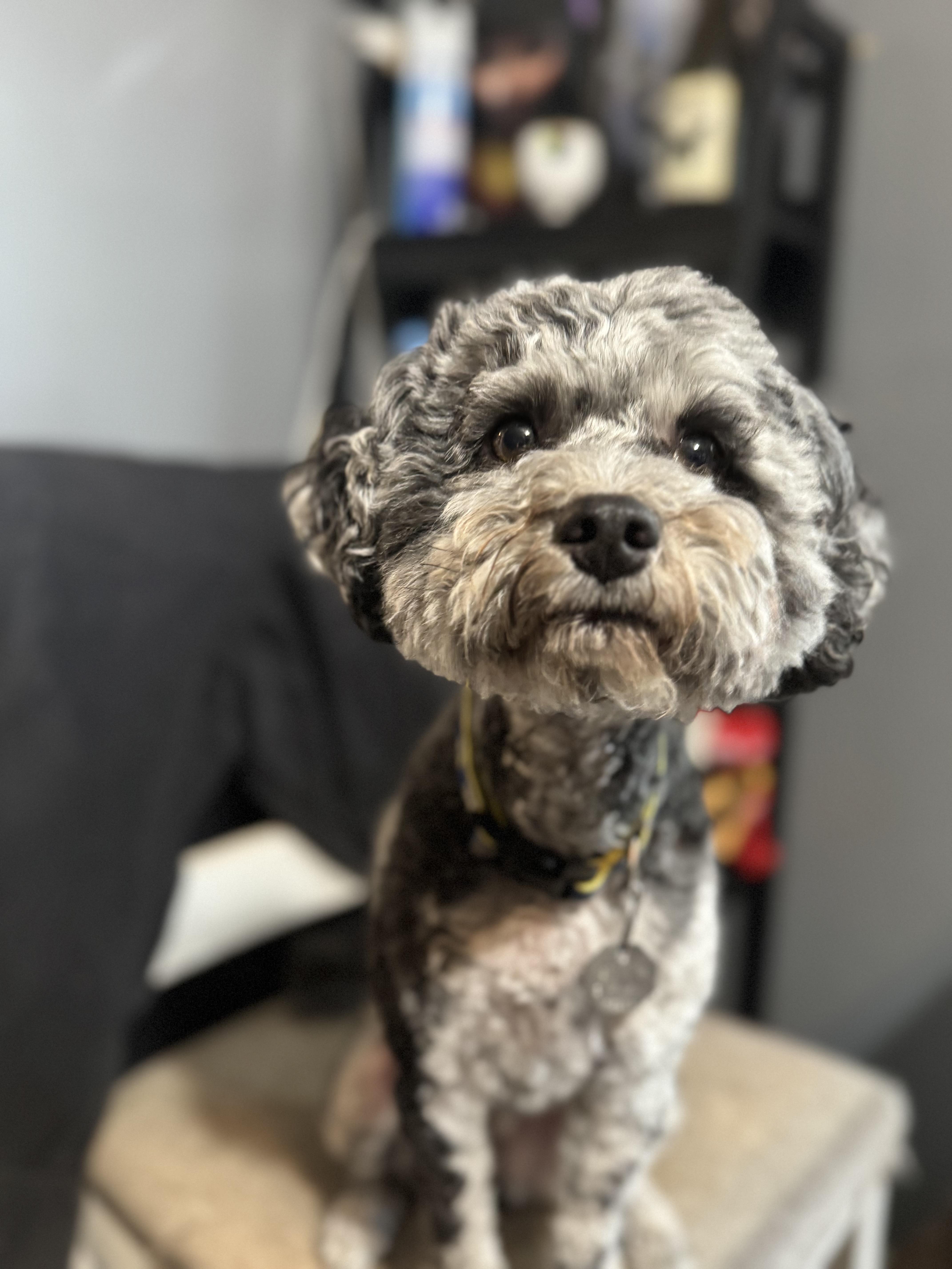 Enlarge Axel! Sweet gorgeous boy , a ADOPTABLE mixed breed in RUSSIAVILLE, IN image 3/3