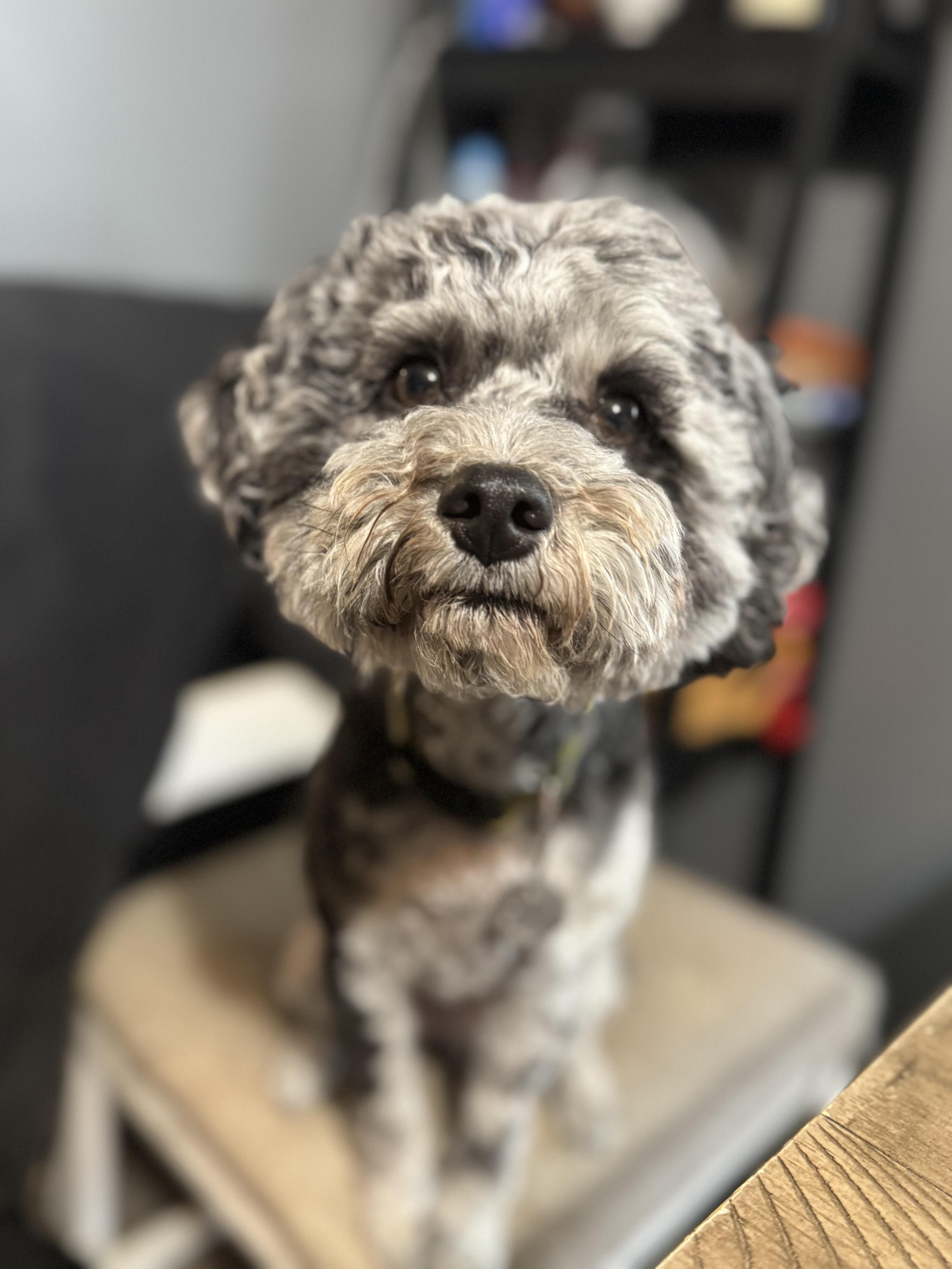 Enlarge Axel! Sweet gorgeous boy , a ADOPTABLE mixed breed in RUSSIAVILLE, IN image 2/3