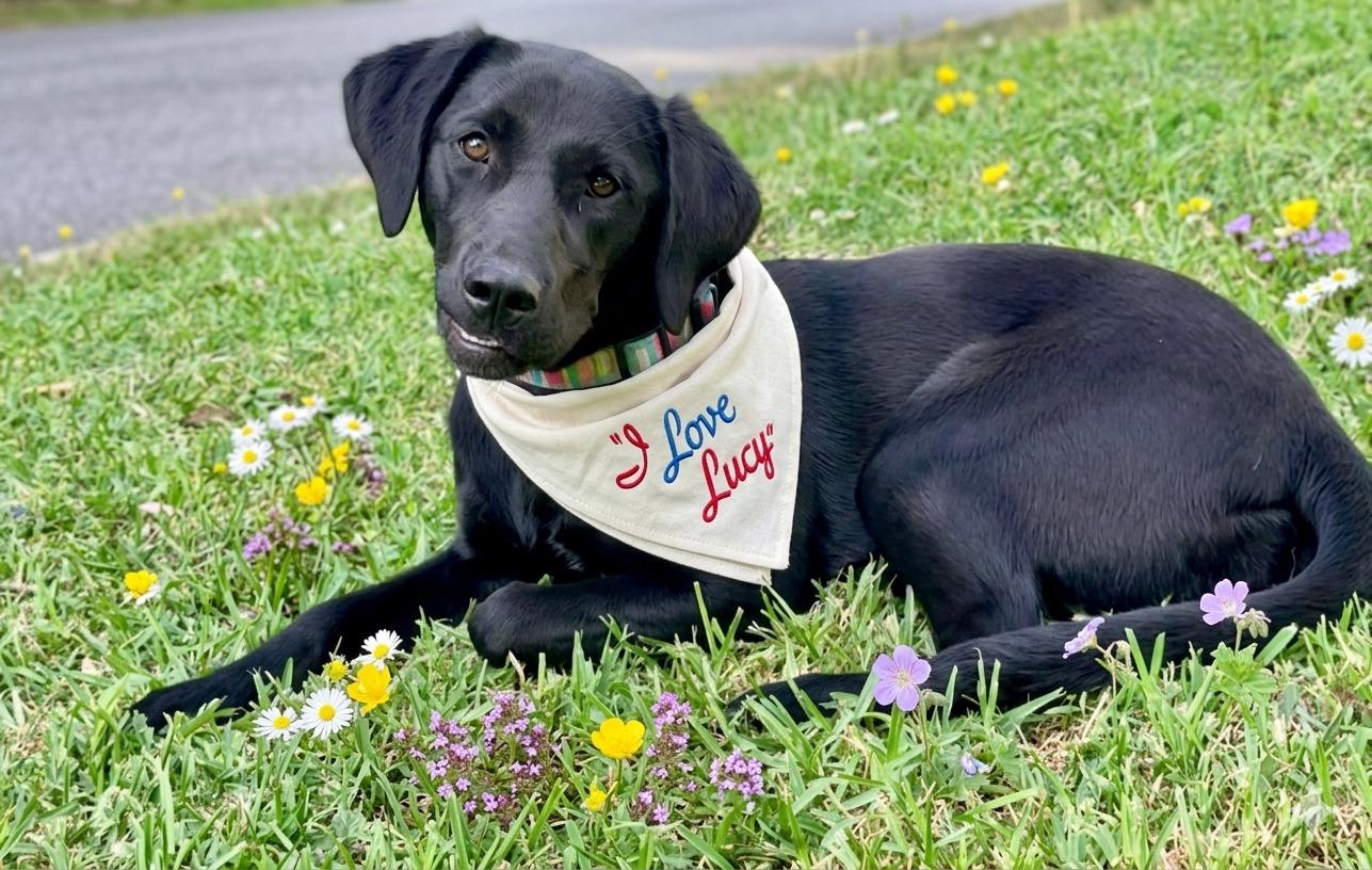 Lucy, a ADOPTABLE Black Labrador Retriever in Willington, CT image 3/6