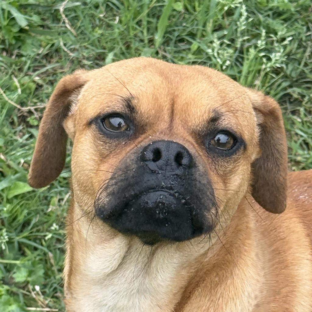 Mr. Puggle, Adoptable, Young Male Pug & Terrier.