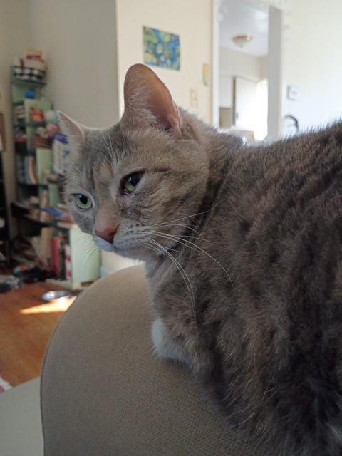 Enlarge CC, a ADOPTABLE mixed breed in Plain City, OH image 2/3