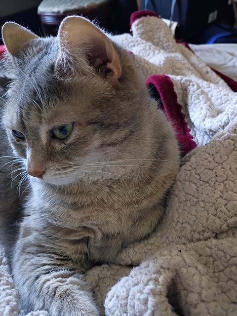 Enlarge CC, a ADOPTABLE mixed breed in Plain City, OH image 3/3