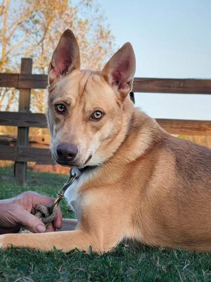 Enlarge Runni Man, a Adoptable mixed breed in Houston, TX image 1/1