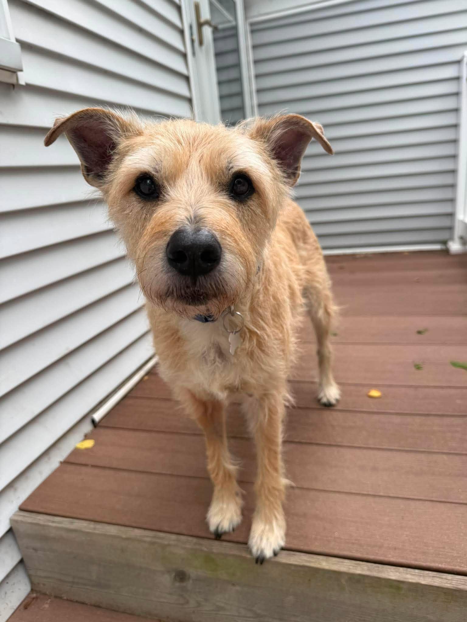 Archie, an adopted mixed breed in Whitewater, WI image 4/6