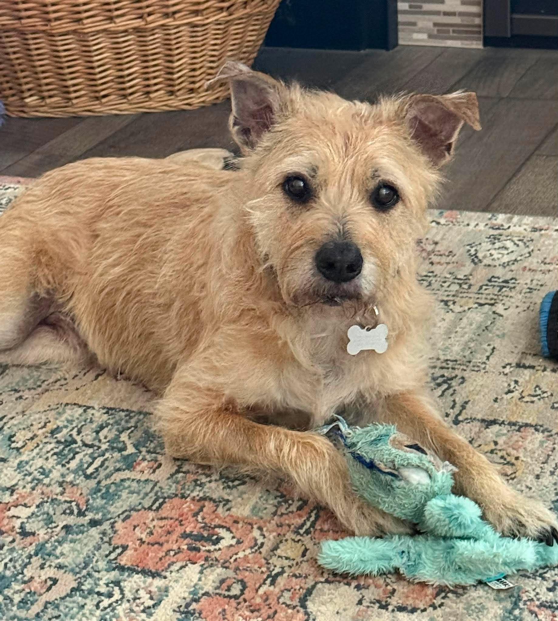 Archie, adopted, Senior Male Cairn Terrier & Norfolk Terrier.