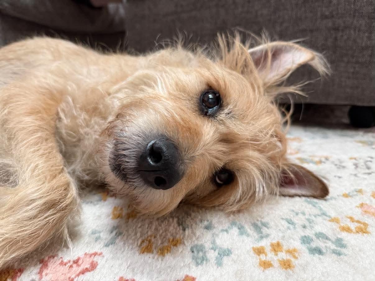 Archie, an adopted mixed breed in Whitewater, WI image 2/6
