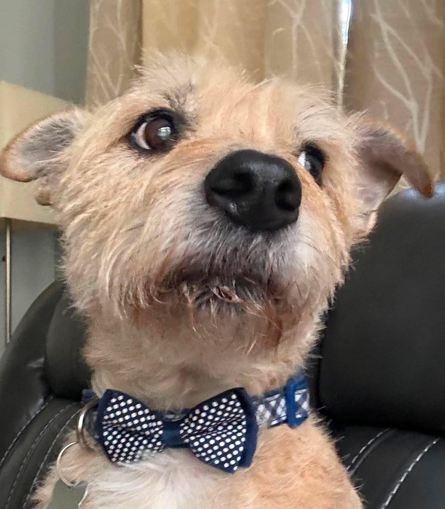 Archie, an adopted mixed breed in Whitewater, WI image 3/6
