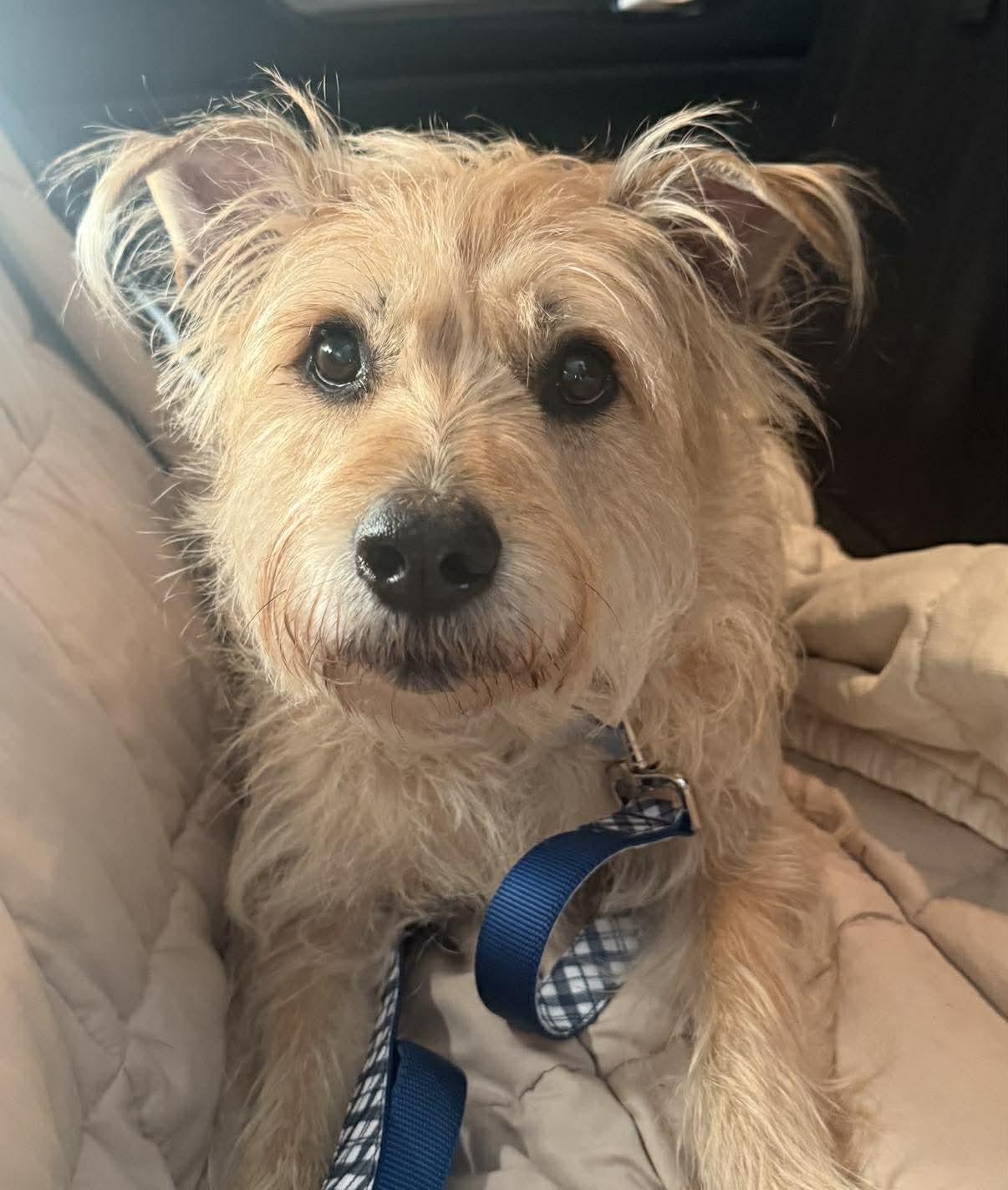 Archie, an adopted mixed breed in Whitewater, WI image 6/6