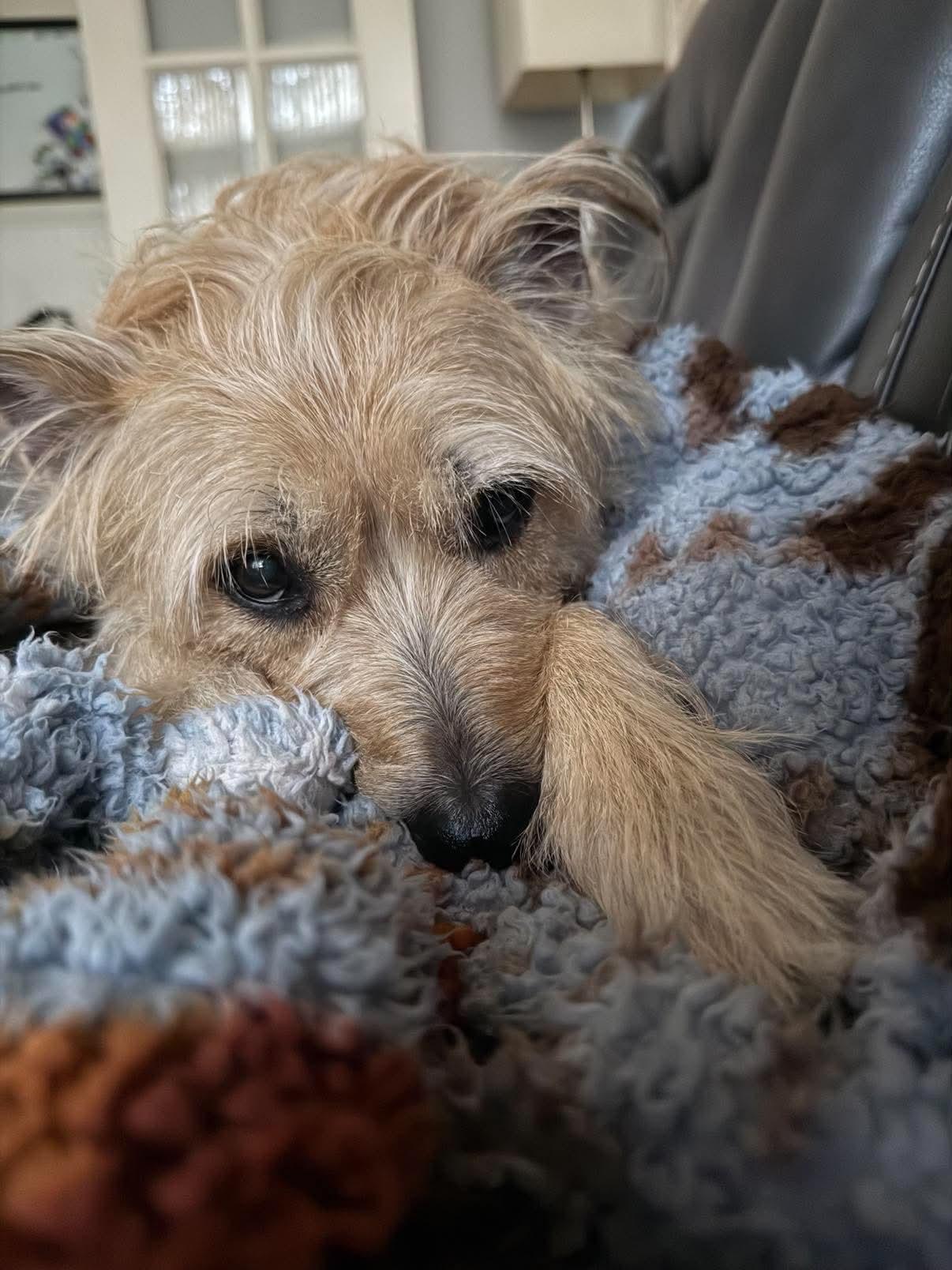 Archie, an adopted mixed breed in Whitewater, WI image 5/6