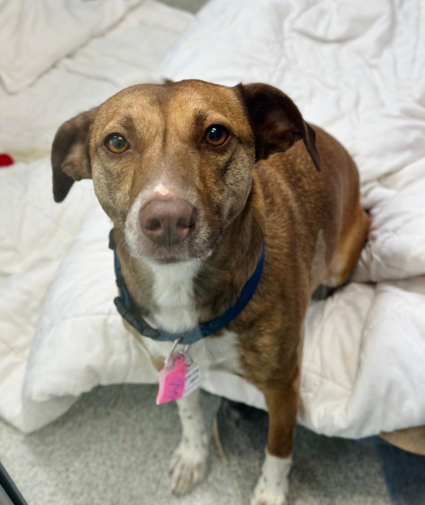 Enlarge GLADYS, a Adoptable mixed breed in Loveland, CO image 1/1