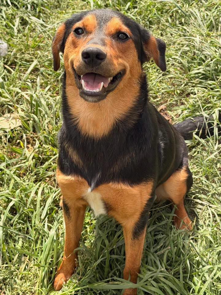 Enlarge Lila, a Adoptable Shepherd in Monroeville , PA image 1/6