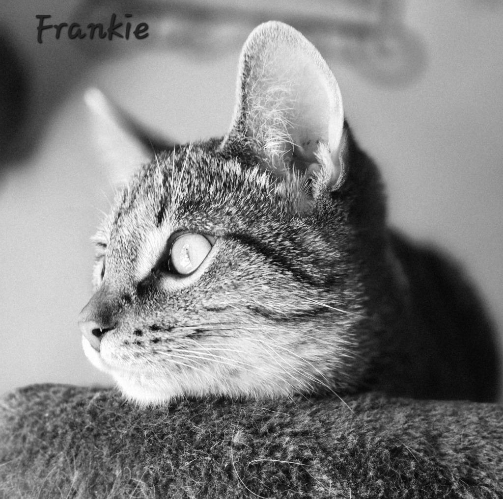 Frankie, a Adoptable mixed breed in Decatur, IN image 1/4