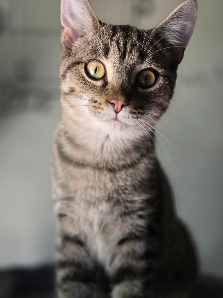 Frankie, a Adoptable mixed breed in Decatur, IN image 2/4