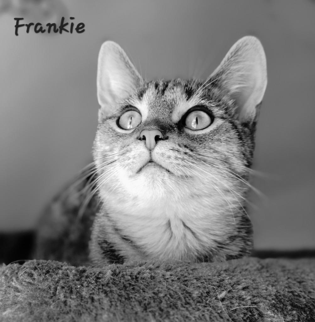 Frankie, a Adoptable mixed breed in Decatur, IN image 4/4