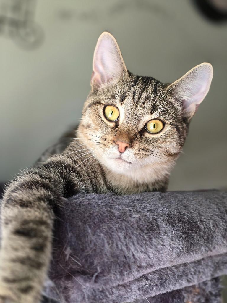 Frankie, a Adoptable mixed breed in Decatur, IN image 4/4