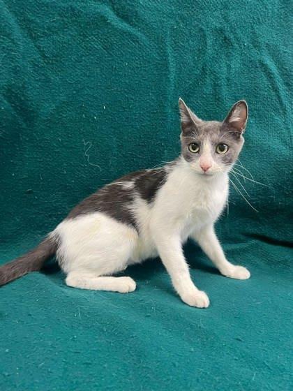 Enlarge Kona, a Adopted mixed breed in McCook, NE image 1/4