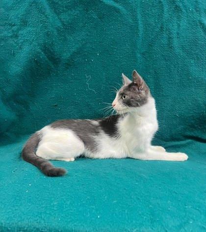 Enlarge Kona, a Adopted mixed breed in McCook, NE image 2/4
