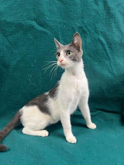 Enlarge Kona, a Adopted mixed breed in McCook, NE image 4/4