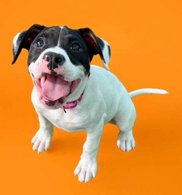 SWEET TART, Adoptable, Puppy Female Pit Bull Terrier & Mixed Breed.