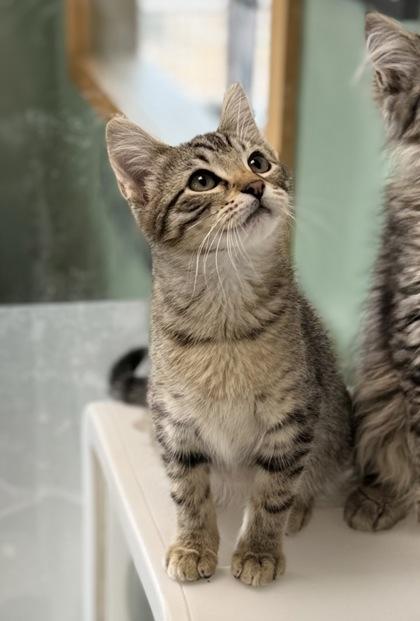 Boppity, adoptable, Young Male Domestic Short Hair.
