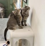 Enlarge Boppity, an adoptable Domestic Short Hair in Eagle, CO image 2/3