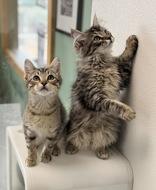 Enlarge Boppity, an adoptable Domestic Short Hair in Eagle, CO image 3/3