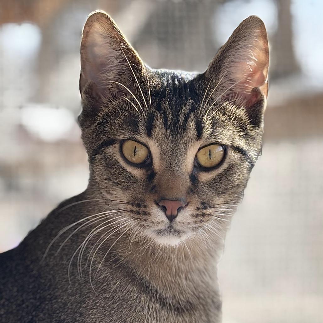 Turkey, a Adoptable mixed breed in Brighton, MO image 1/3