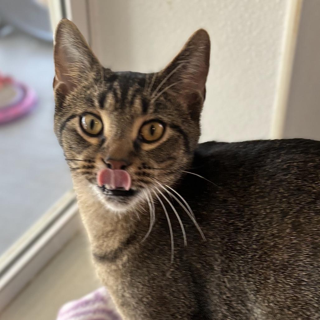Turkey, Adoptable, Adult Male Abyssinian & Domestic Short Hair.