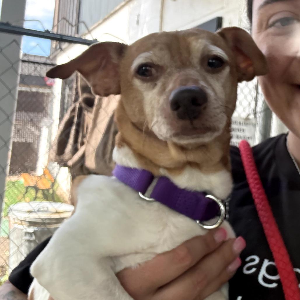 Enlarge Sweet Green, a Adoptable mixed breed in Medford, NY image 2/2