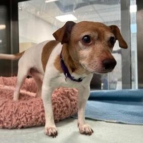 Sweet Green, Adoptable, Senior Male Chihuahua & Jack Russell Terrier.
