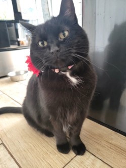 Bella photo 1