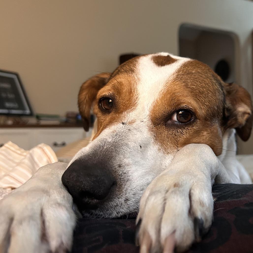 Danica, Adoptable, Senior Female Beagle & Mixed Breed.