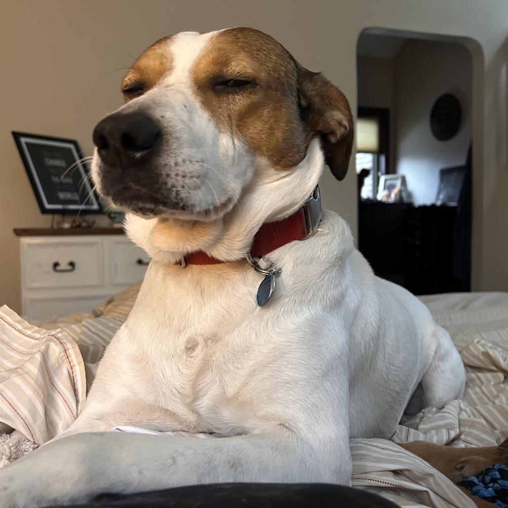Enlarge Danica, a Adoptable mixed breed in Cincinnati, OH image 2/4