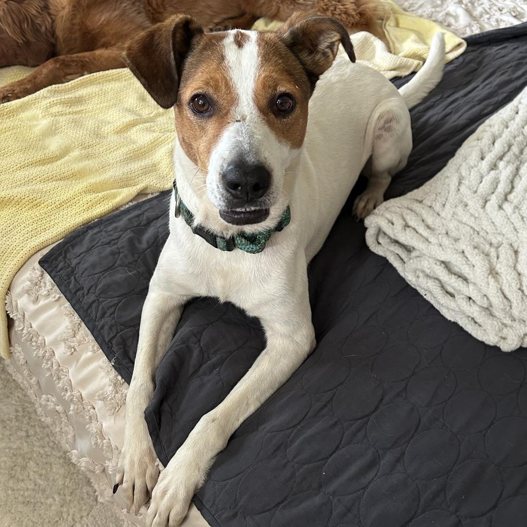 Enlarge Danica, a Adoptable mixed breed in Cincinnati, OH image 3/4
