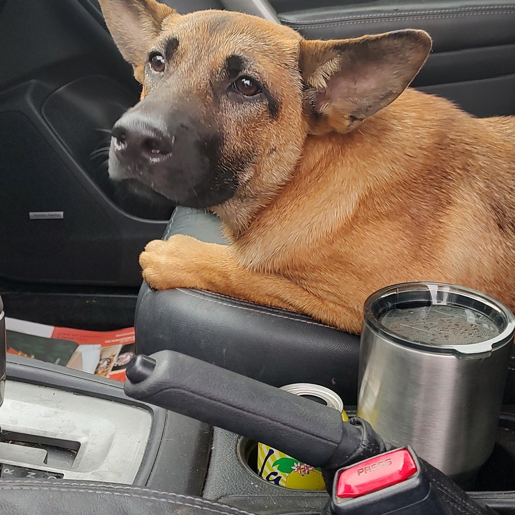BORIS, Young Male German Shepherd Dog