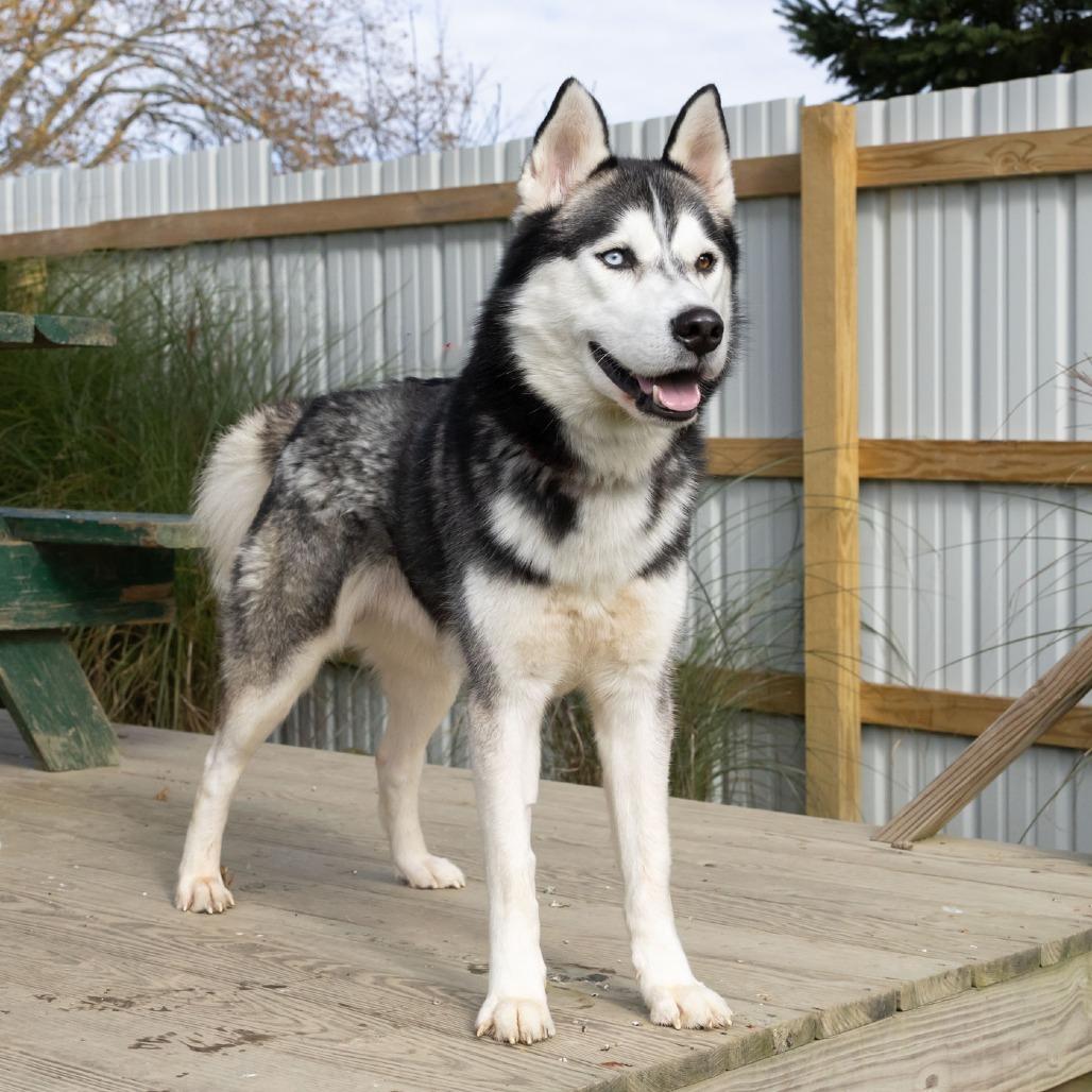 Spirit, a Adoptable Husky in Erie, PA image 5/6