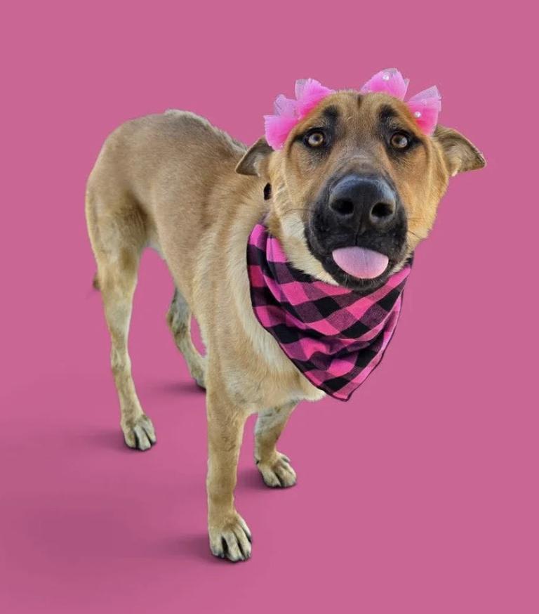 Babe & Diamond, a ADOPTABLE mixed breed in Davis, CA image 4/5