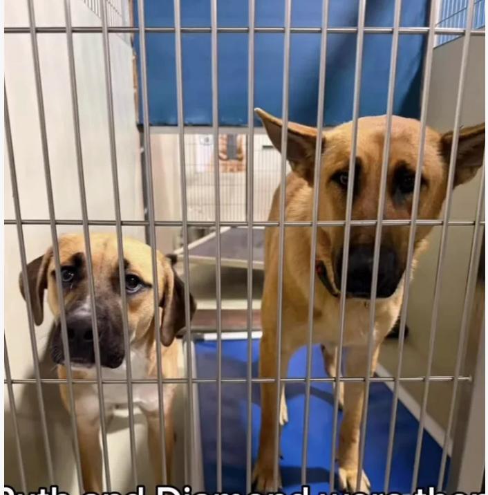 Babe & Diamond, a ADOPTABLE mixed breed in Davis, CA image 3/5