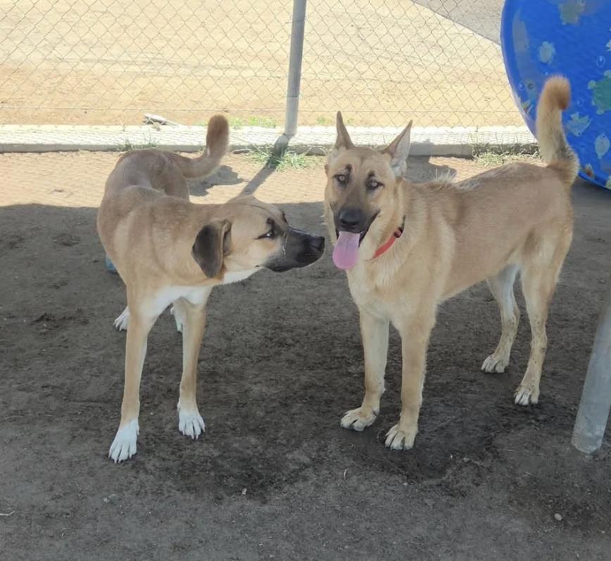 Babe & Diamond, a ADOPTABLE mixed breed in Davis, CA image 2/5