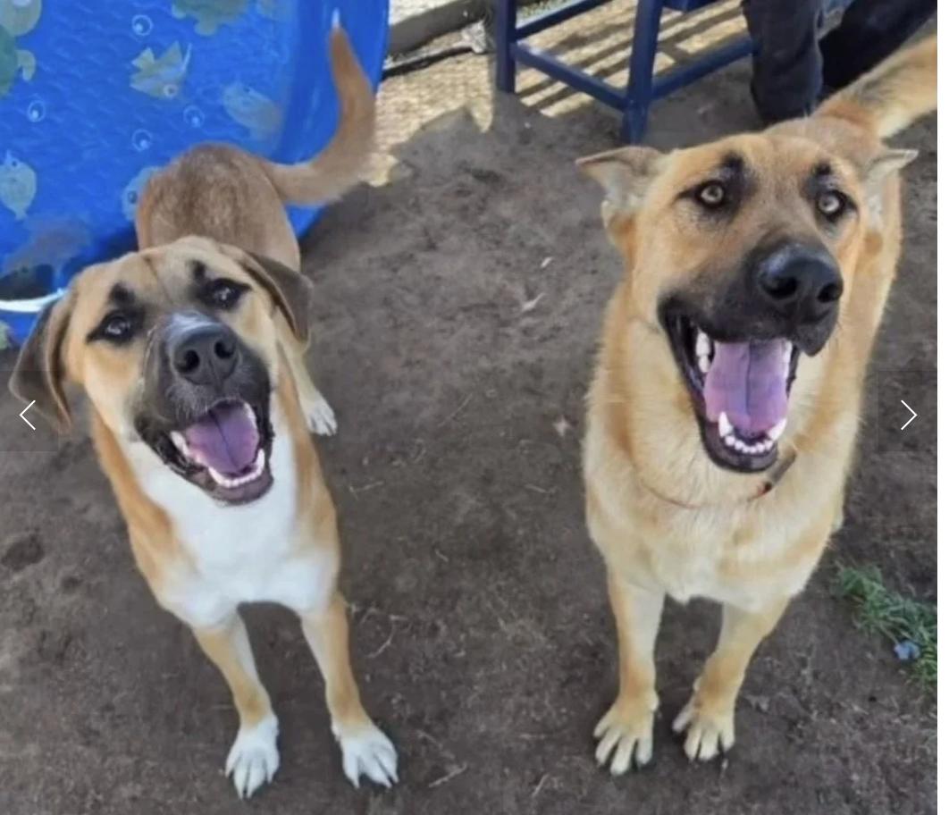 Babe & Diamond, ADOPTABLE, Adult Female Shepherd.