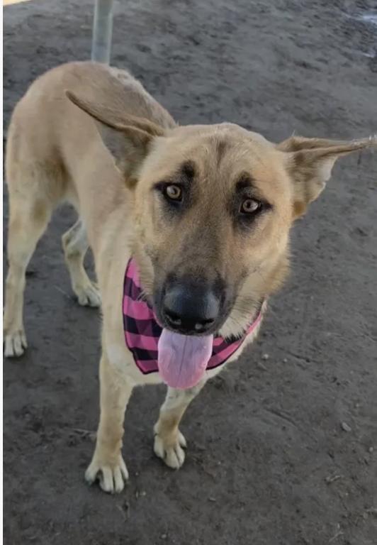 Babe & Diamond, a ADOPTABLE mixed breed in Davis, CA image 5/5