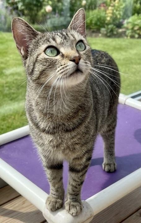 Adele, Adoptable, Adult Female Domestic Short Hair.