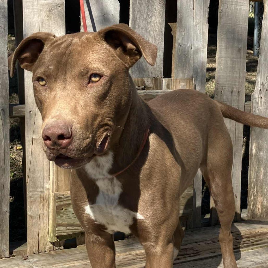 Enlarge Chase, a Adoptable Mixed Breed in Pulaski, TN image 1/3