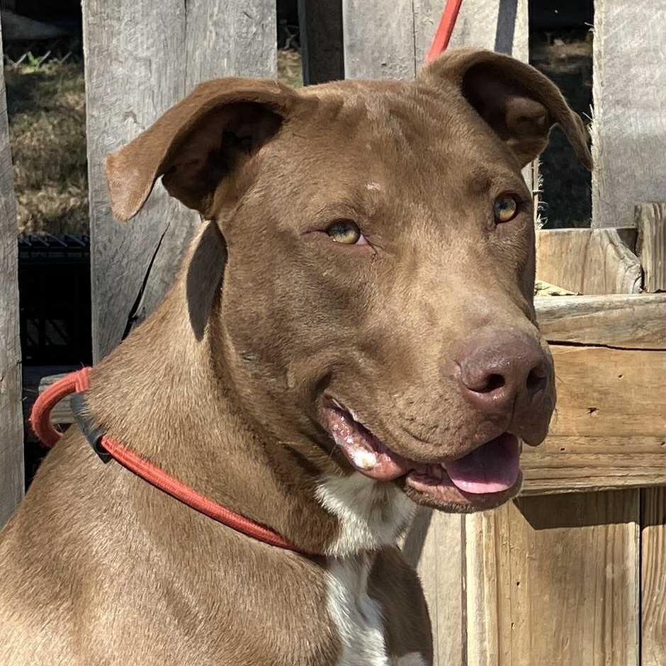 Enlarge Chase, a Adoptable Mixed Breed in Pulaski, TN image 2/3