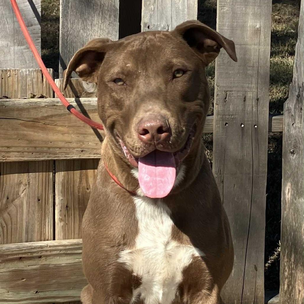 Enlarge Chase, a Adoptable Mixed Breed in Pulaski, TN image 3/3