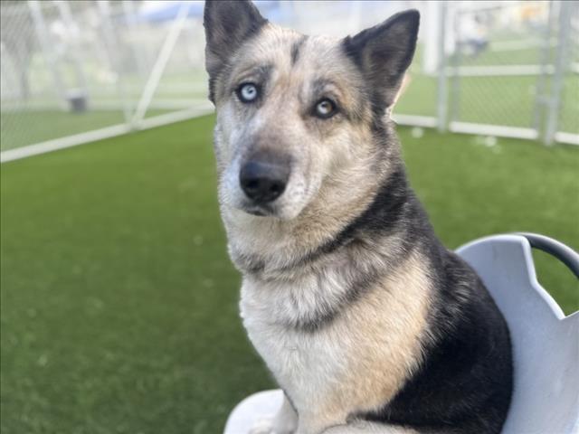 Enlarge MONA, a Adoptable Mixed Breed in Los Angeles, CA image 1/2