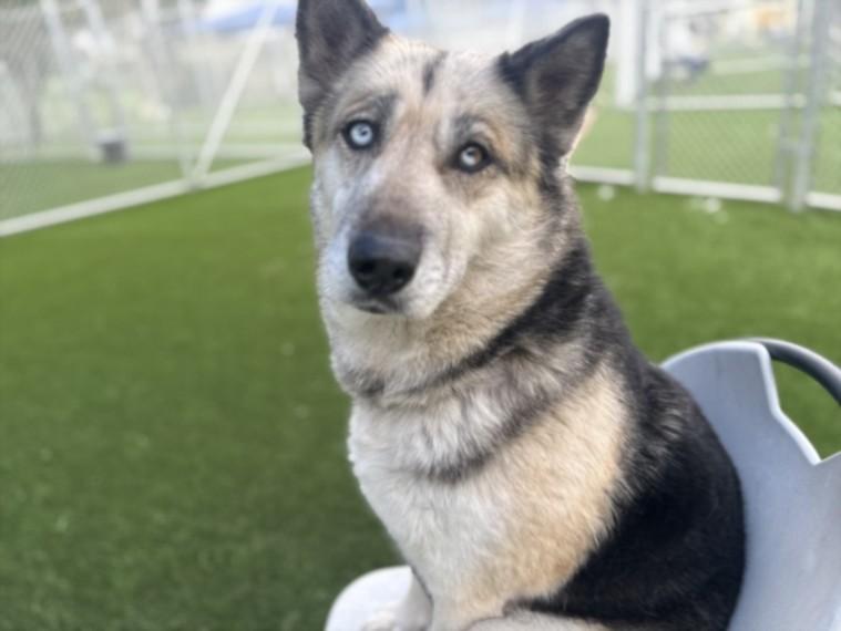 Enlarge MONA, a Adoptable Mixed Breed in Los Angeles, CA image 2/2