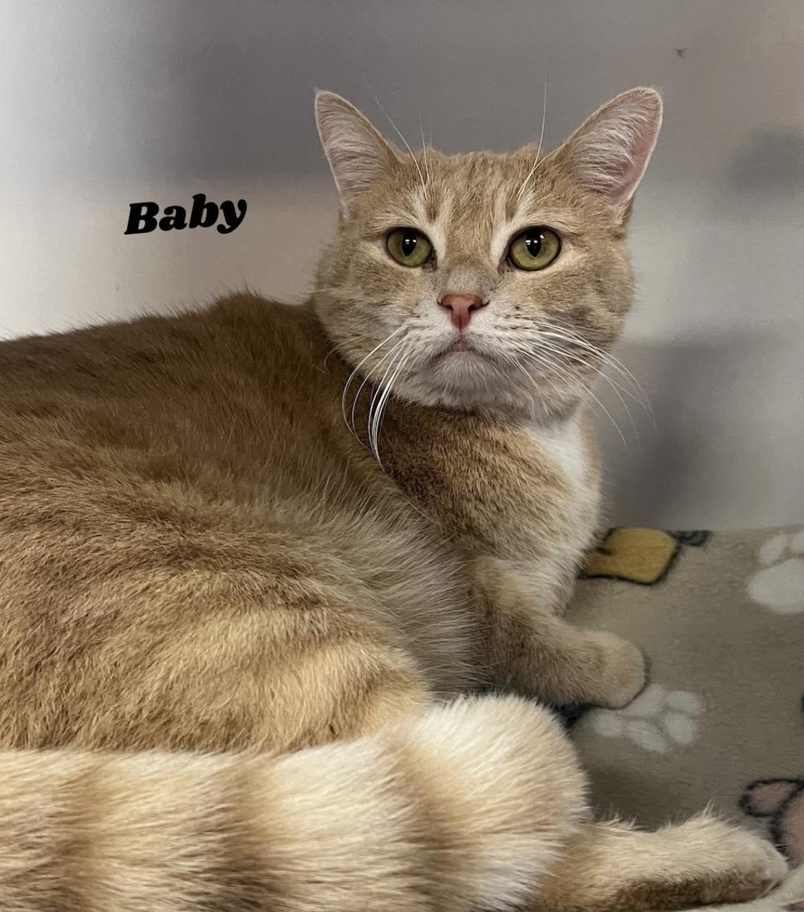 Enlarge Baby, a ADOPTABLE Domestic Short Hair in Dunkirk, NY image 1/1